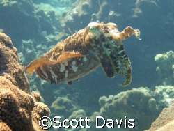 Cuttle fish posing in shallow water, beautiful suject in ... by Scott Davis 